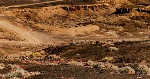 澳超半场：科斯格罗夫梅开二度，奥克兰FC2-1惠灵顿凤凰